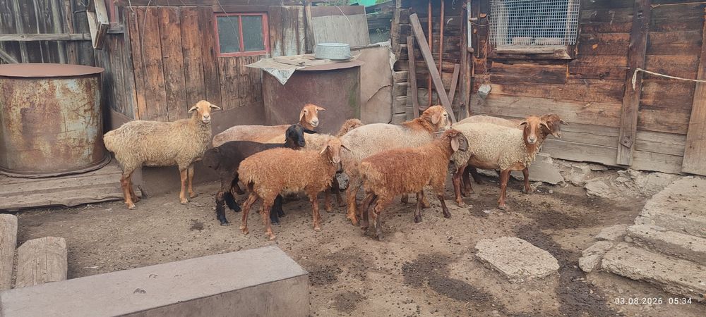 Продам баран 9 голов.