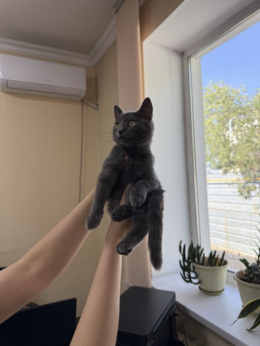 Котенок в хорошие руки