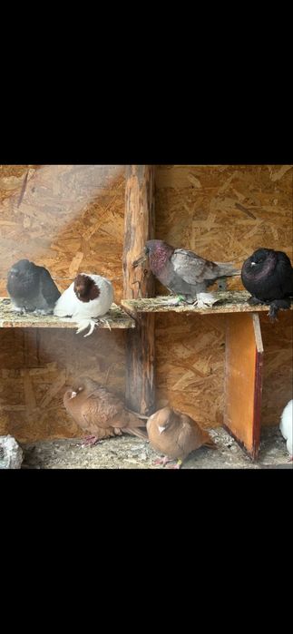 Vand jucatori de botosanii pretul e de 100 ron pe bucata