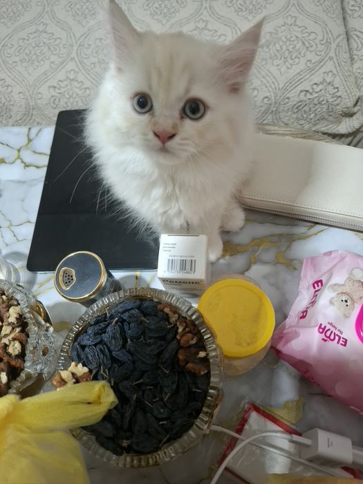 Сотилади зотли мушукчалар