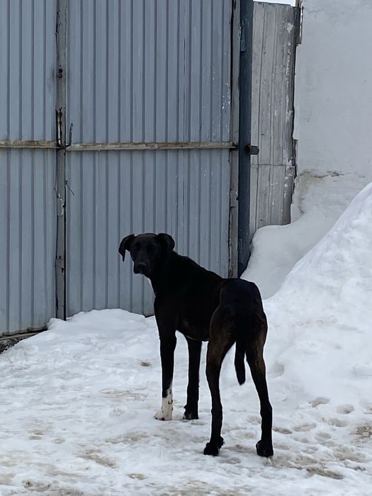 Жарғақ тазы сатам