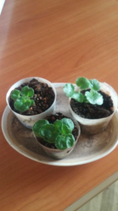 Фиалка комнатная (детка)