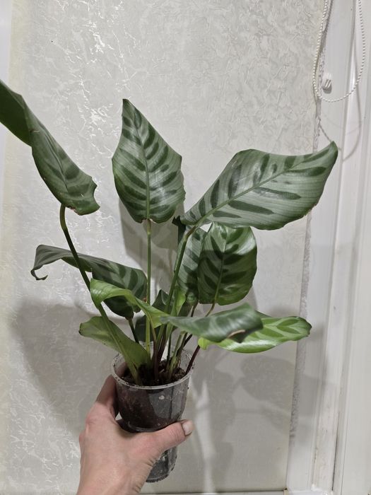 Продам комнатные цветы