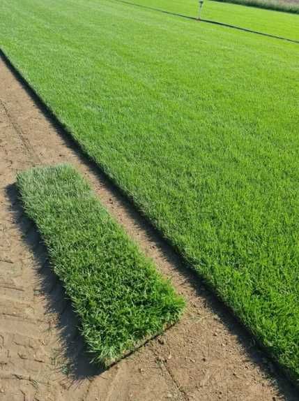 Gazon Rulou Sport sau Rustic