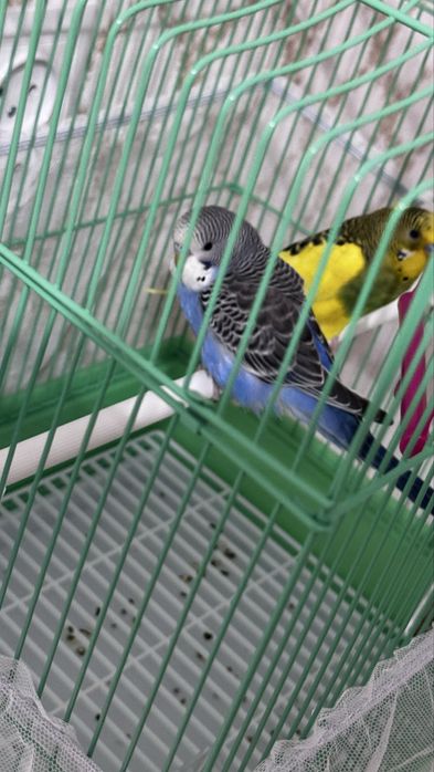 Папугай 2мальчика