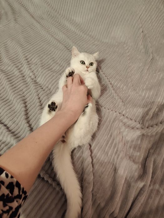 Котята Драгоценного Окраса Шиншилла