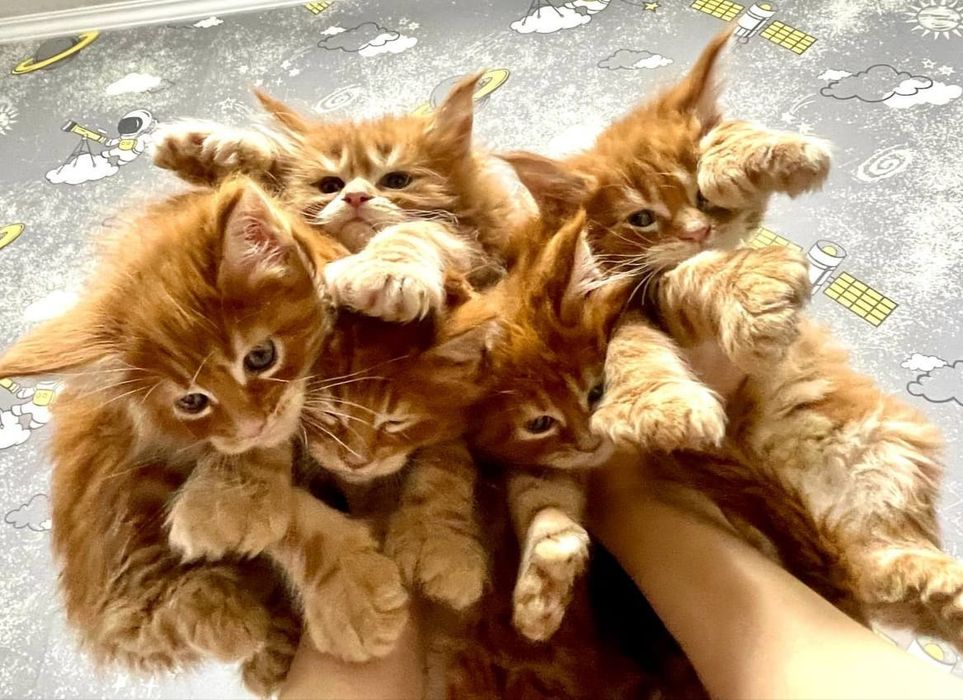 Котята Мейкунята