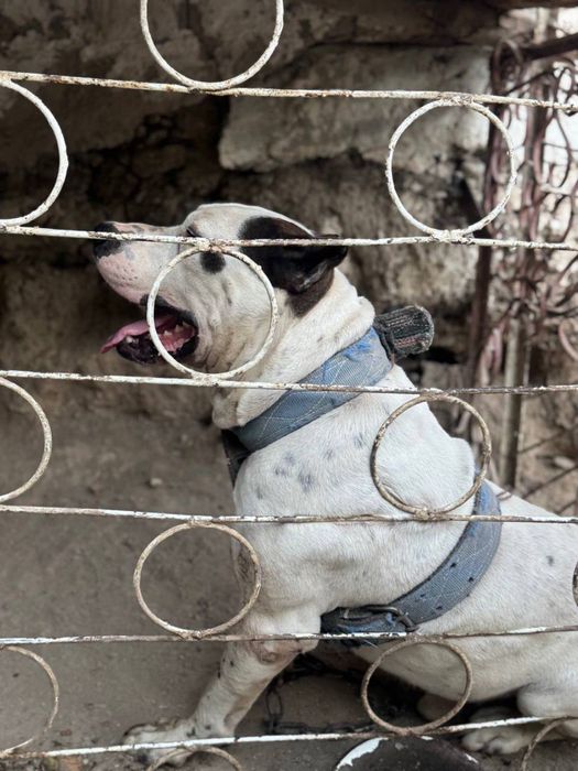 Pit bul sotiladi yoshi 2 ga kirgan narxi 200$ dollar