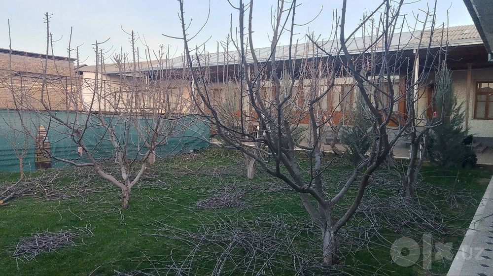 Toshkent shahar bo'ylab daraxt kesish abreska qilish xizmati