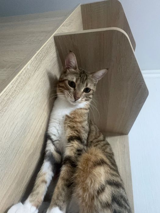 Отдам кошку в добрые руки.