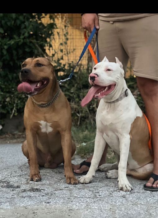 Куче питбул на 3 месеца