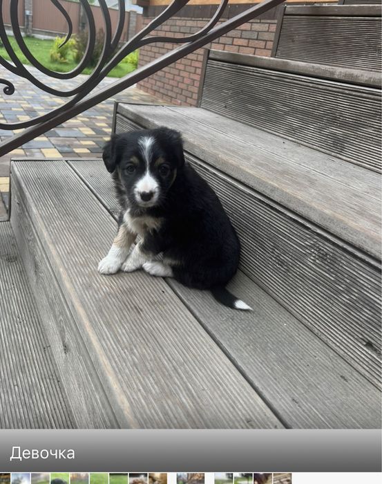 Подарим друга!