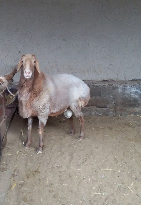 Qo‘chqor zoti Edilbay