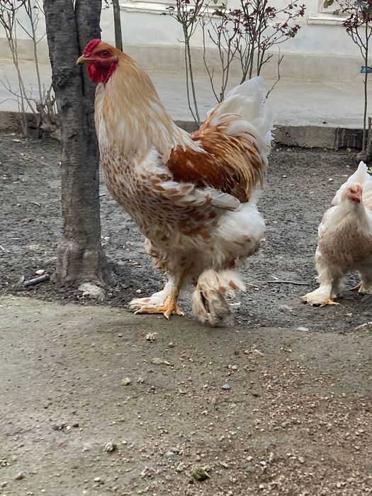 Брама белое золото