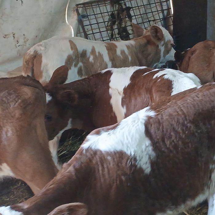 Taurasi  și vitele baltati