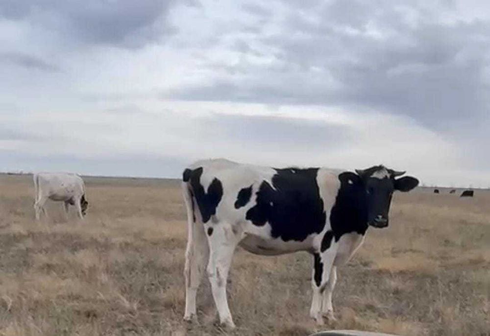 Продам телок племенные