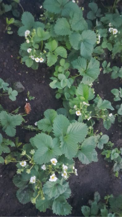 Продаем рассаду клубники