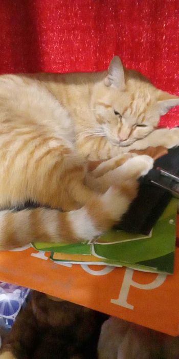 Рижко се подарява