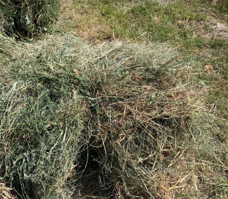 Hashaklar sotiladi bog'langan