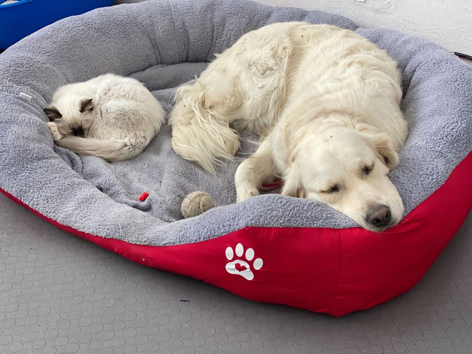 Легло за голямо куче с лапичка ХХЛ червен