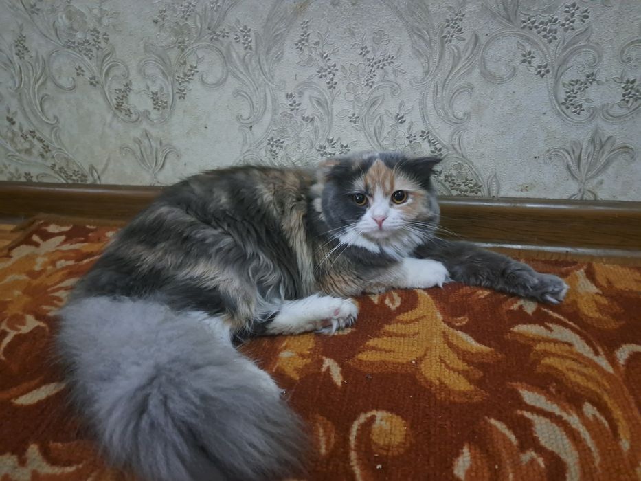 Продается котенок девочка