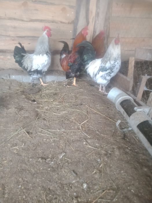 Продам молодых петушков