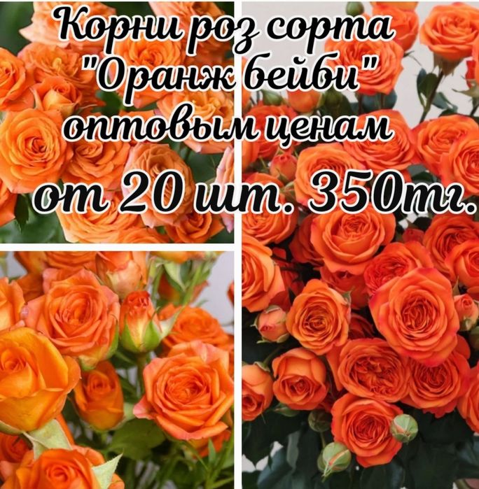 Саженцы роз сорта "Оранж бейби"
