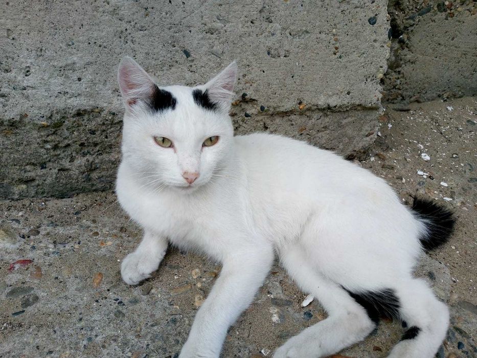 Отдам кота бесплатно