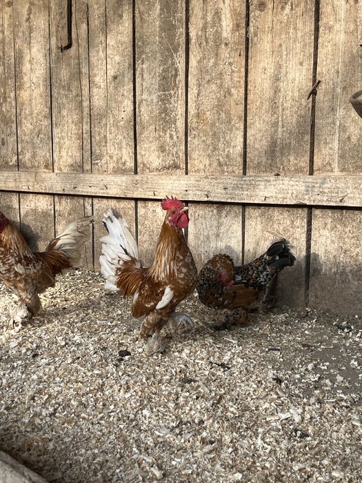 Găini pitici mii de flori