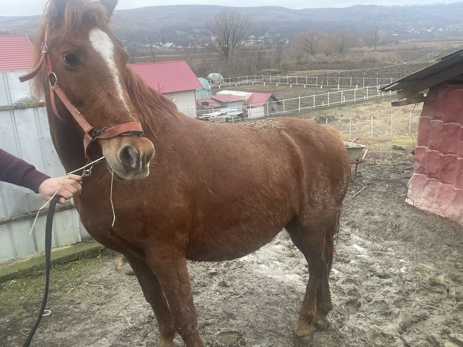 Iapa a făta de vanzare