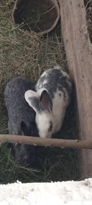 Продаю кроликов  флендер