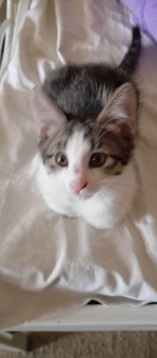 Котята отдам котят в хорошие руки