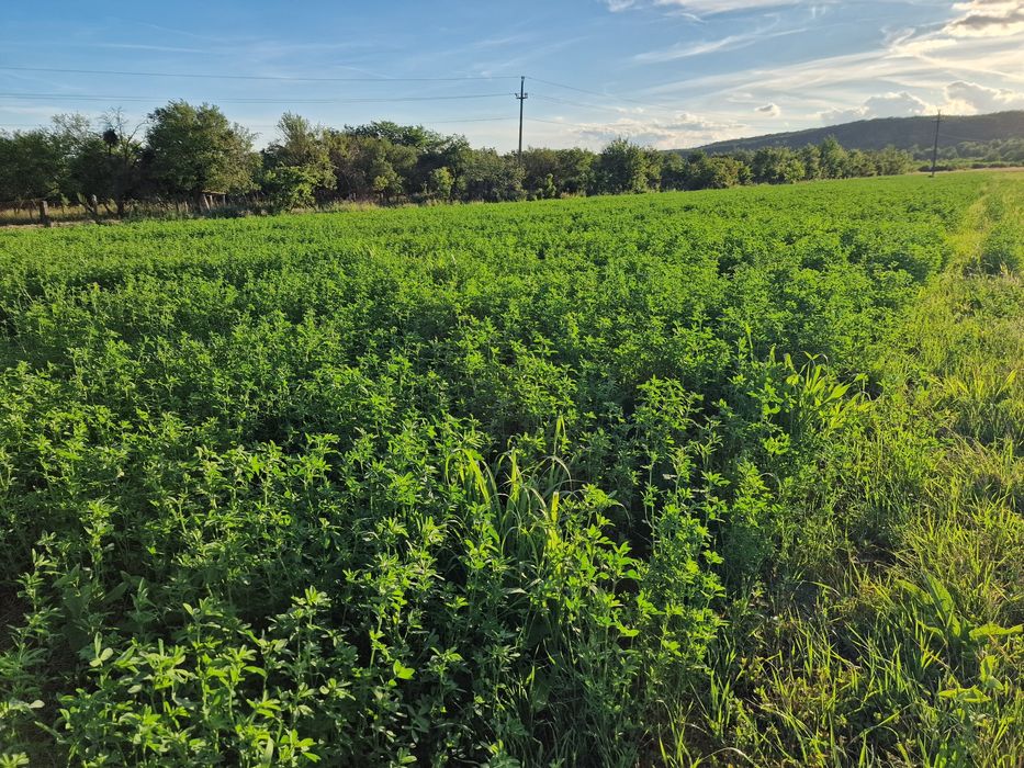 Lucernă coasa 2 2026