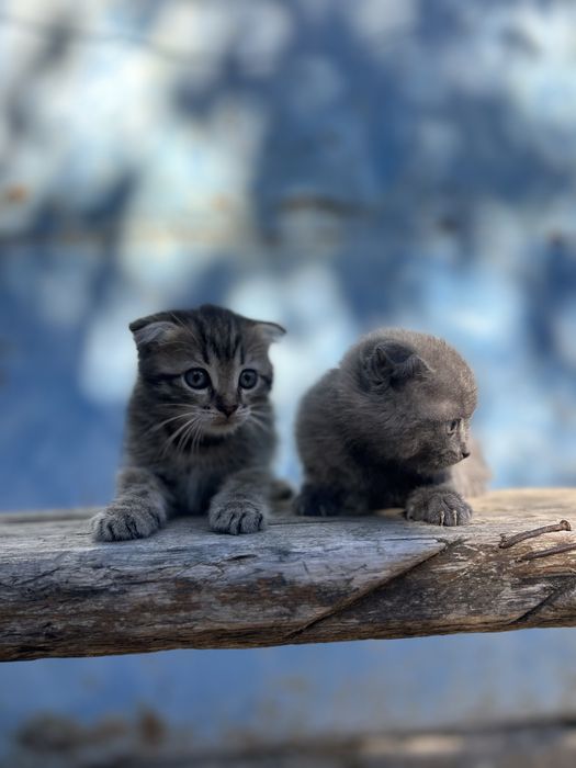 Отдам котят даром