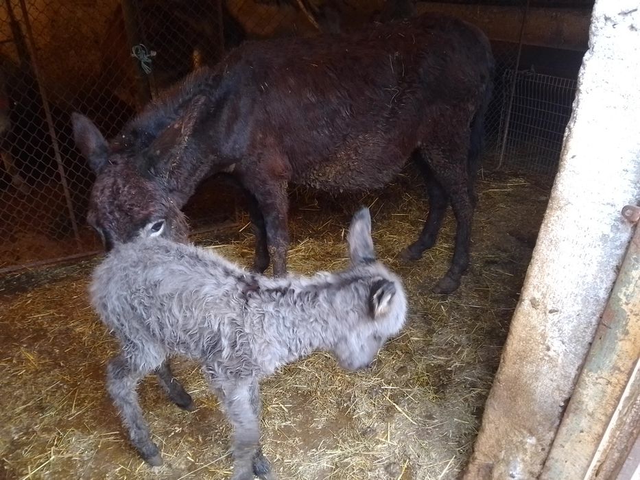 De vânzare Măgăriță cu pui