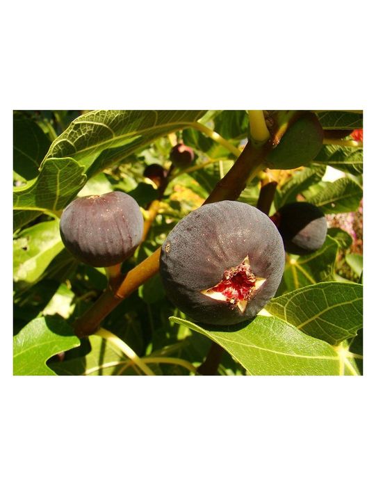 Pomi Fructiferi Exotici (Smochin Royal Black )