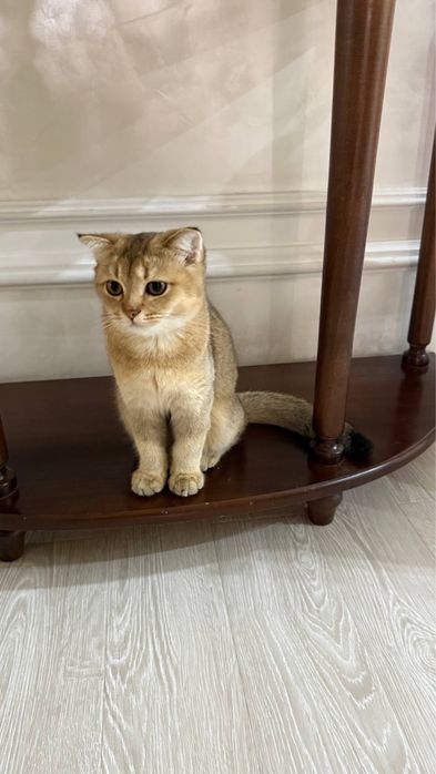 Шатланский шиншила
