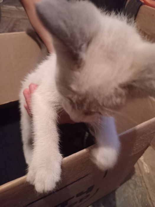 Отдам котёнка в добрые руки