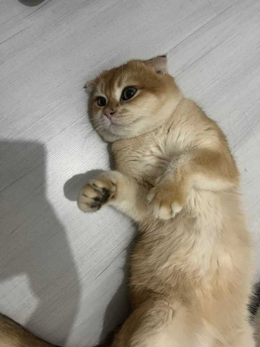Шотландский вислоухий  (Scottish Fold) 9 месячный.