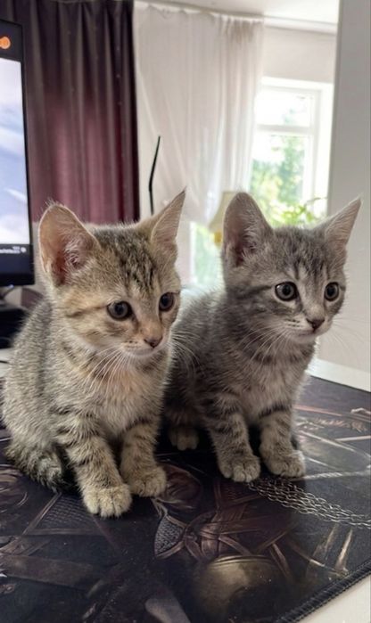 Котята от бенгалки