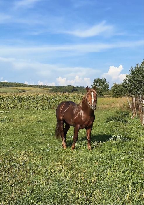 Cal de vanzare invatat la ham