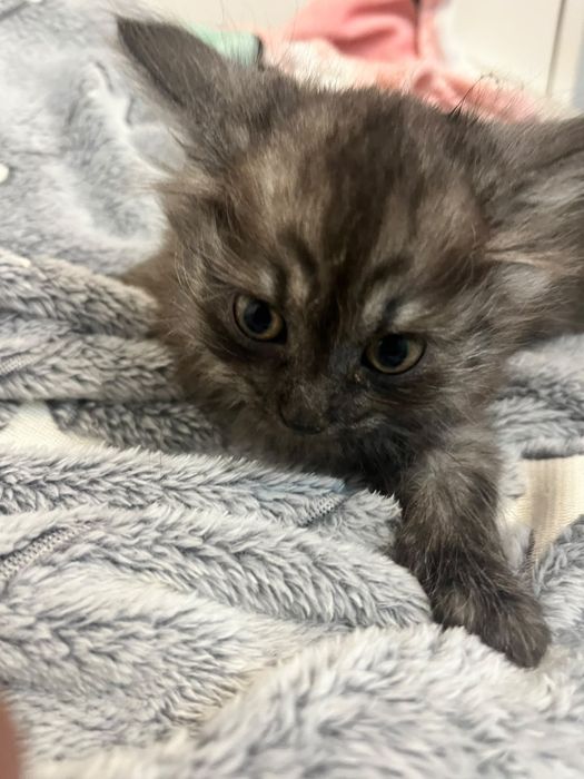 Котята от Шотландской кошки