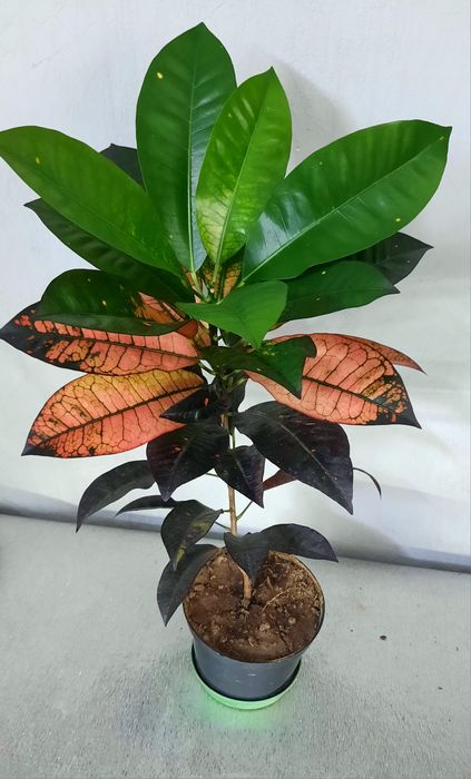 Кротоны крупные растения.