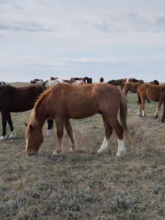 Продам полутяжа 3 года