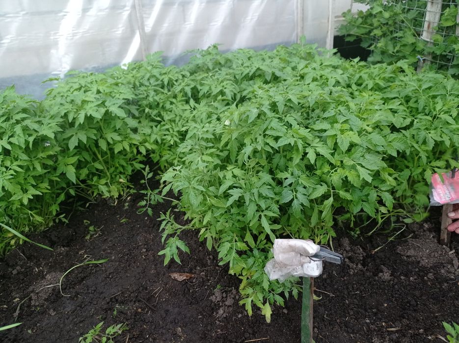Продам шикарную росаду помидор