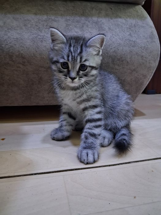 Продам  шотлатландского мальчика.
