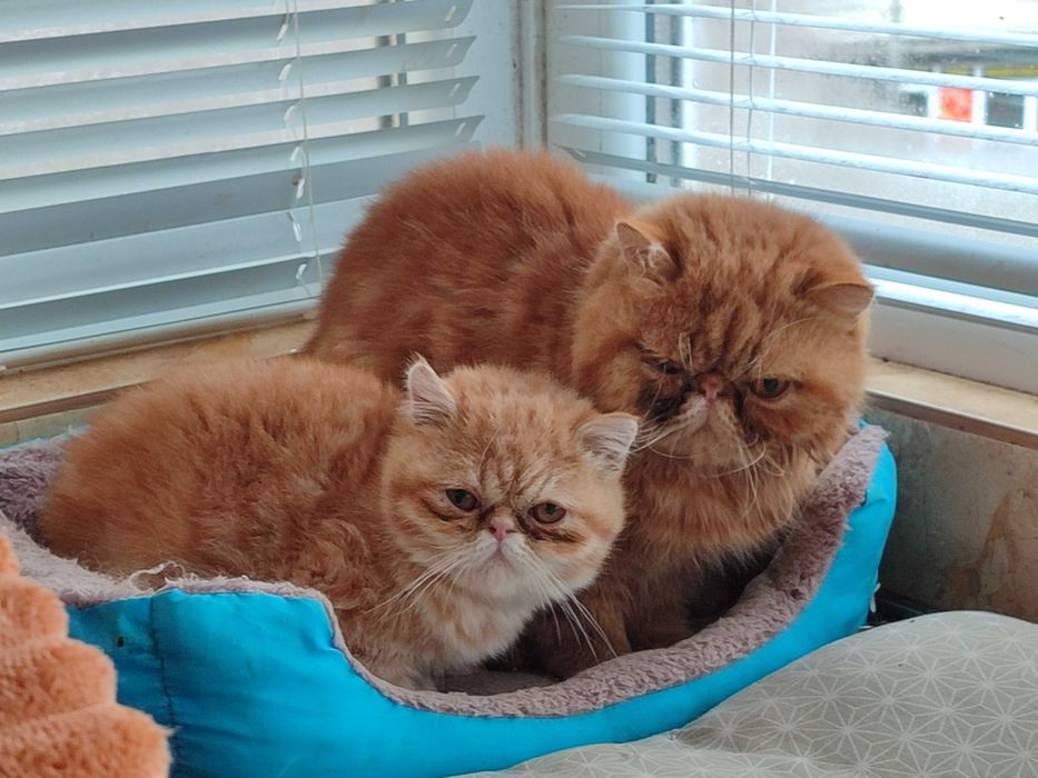 Женски екзотични котки на 6 месеца и 2,5 години.