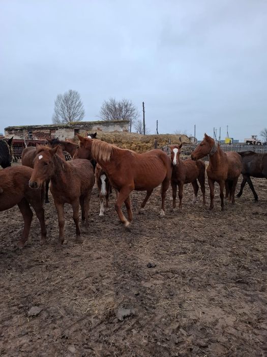 14 бас жылқы сатылады