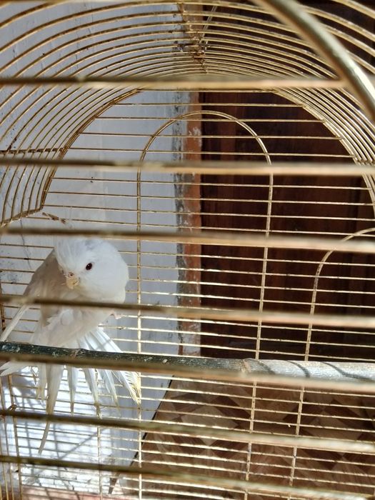 Папугаи .Корела  без .щекий