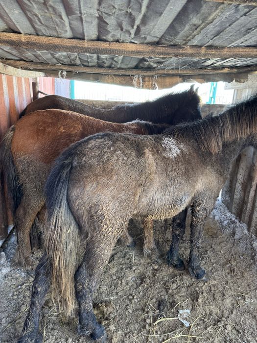 Продается тай, кунан